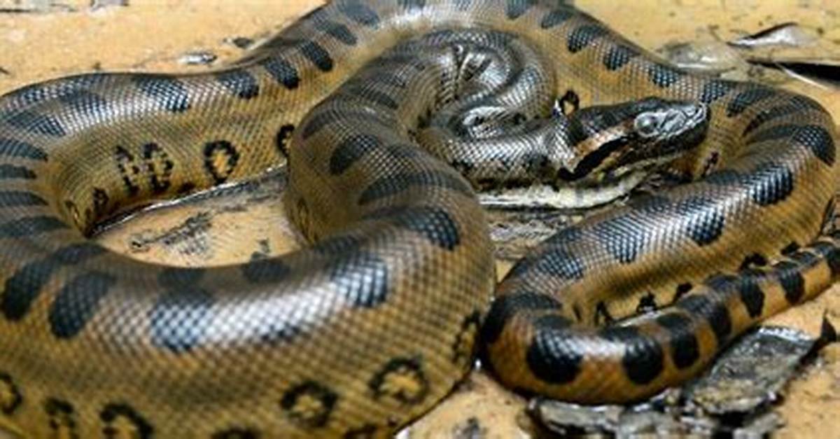 Constrictive Snakes