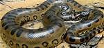 Constrictive Snakes