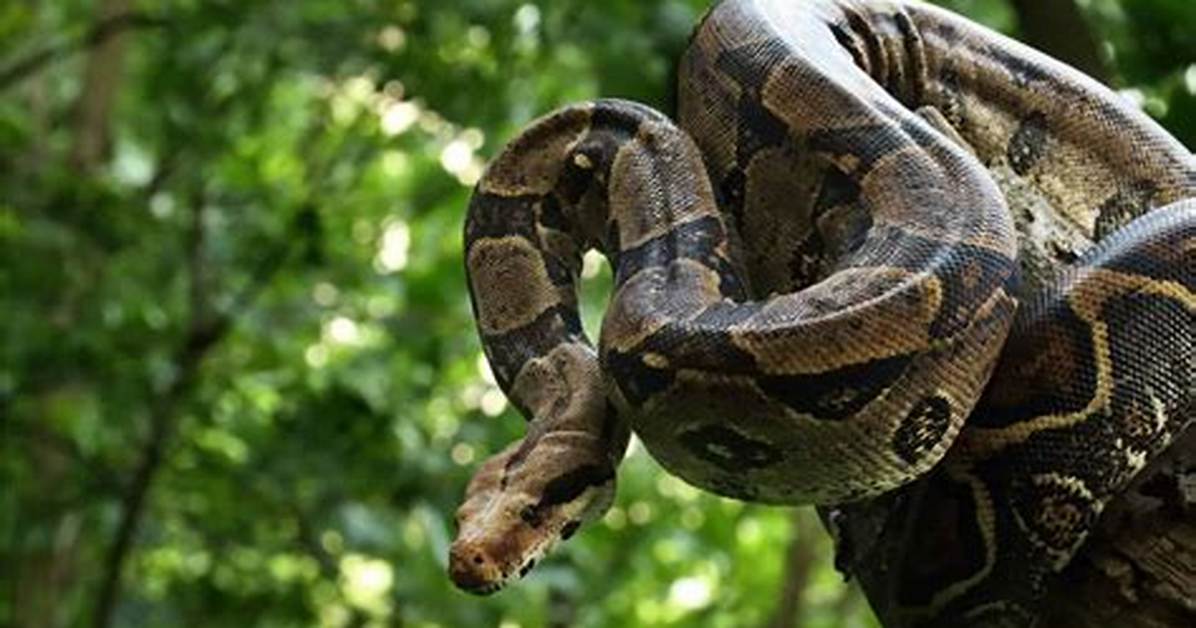 ___ Constrictor (Large Snake)