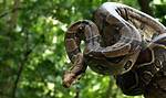 ___ Constrictor (Large Snake)