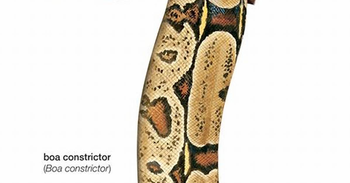 Constrictor Snake