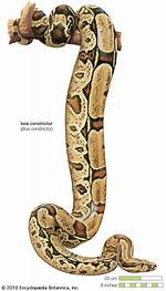Constrictor Snake