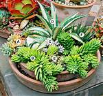 Container for a Succulent