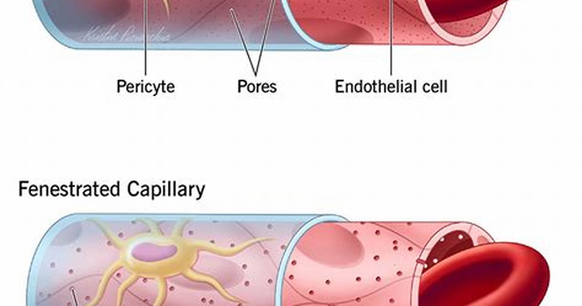 Continuous Capillaries