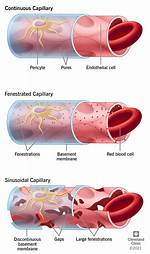 Continuous Capillaries