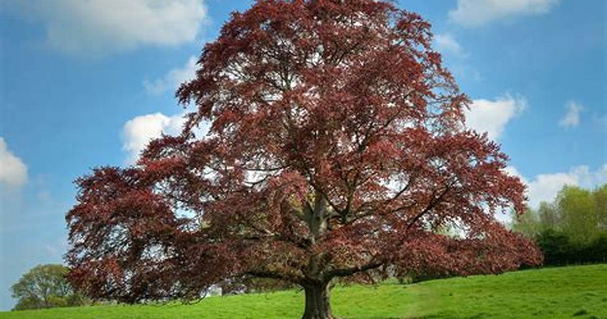 Copper Beech Tree