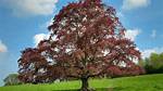 Copper Beech Tree