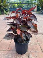Copper Leaf Plant