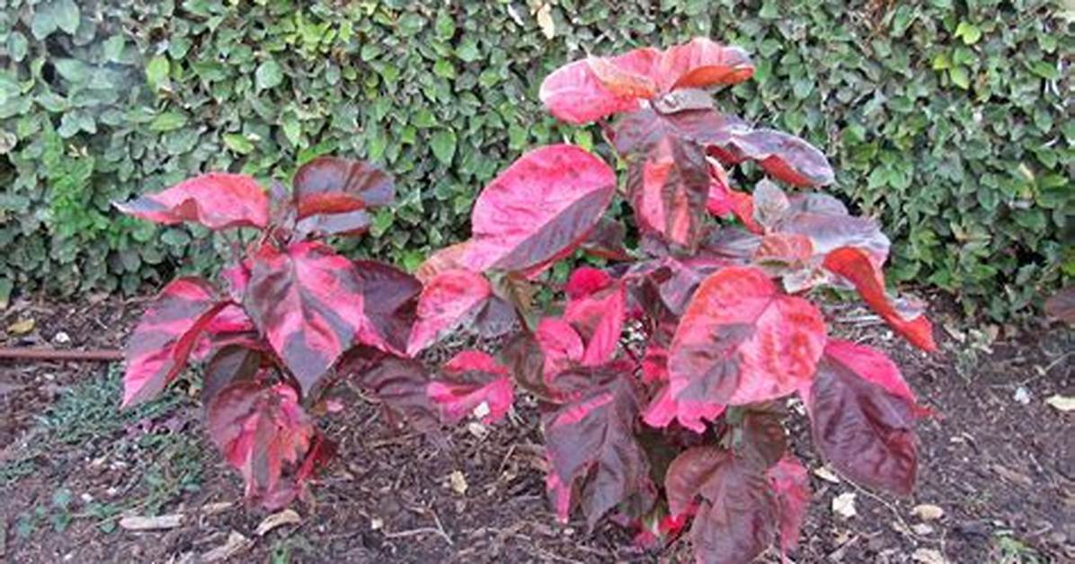 Copperleaf Plant
