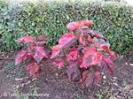 Copperleaf Plant
