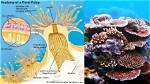 Coral Formation