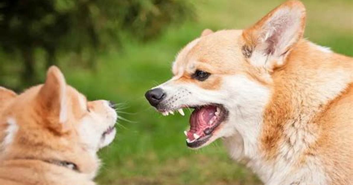 Corgis Barking