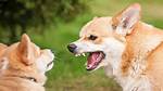 Corgis Barking