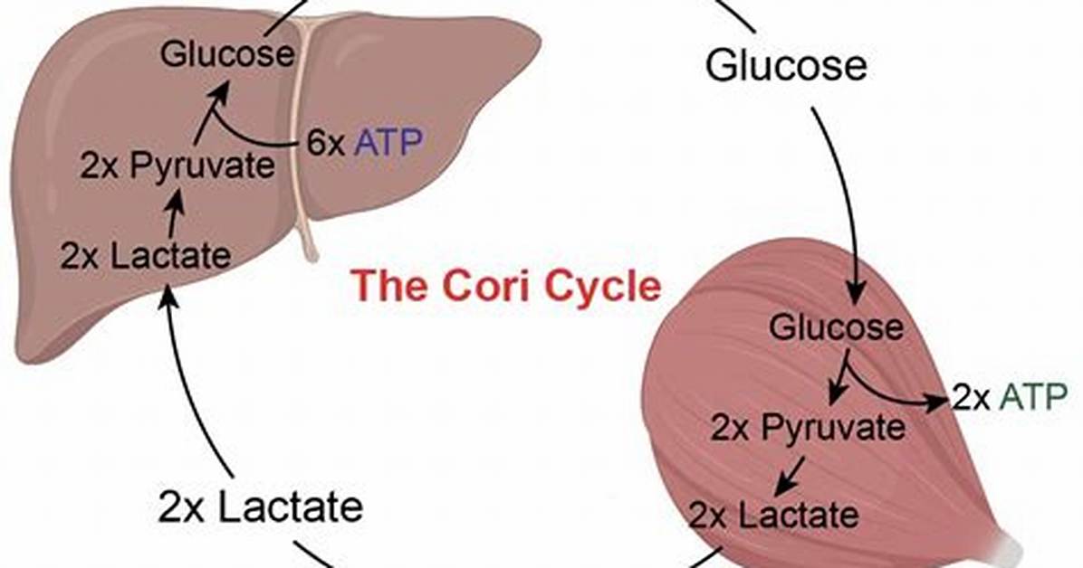 Cori Cycle