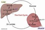 Cori Cycle