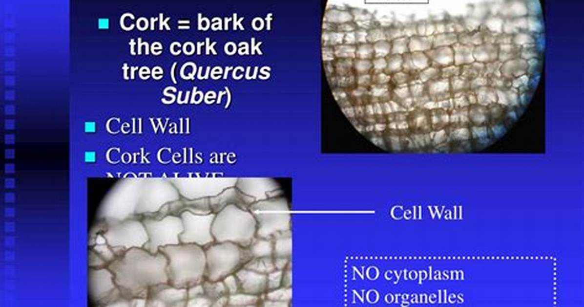 Cork Cells