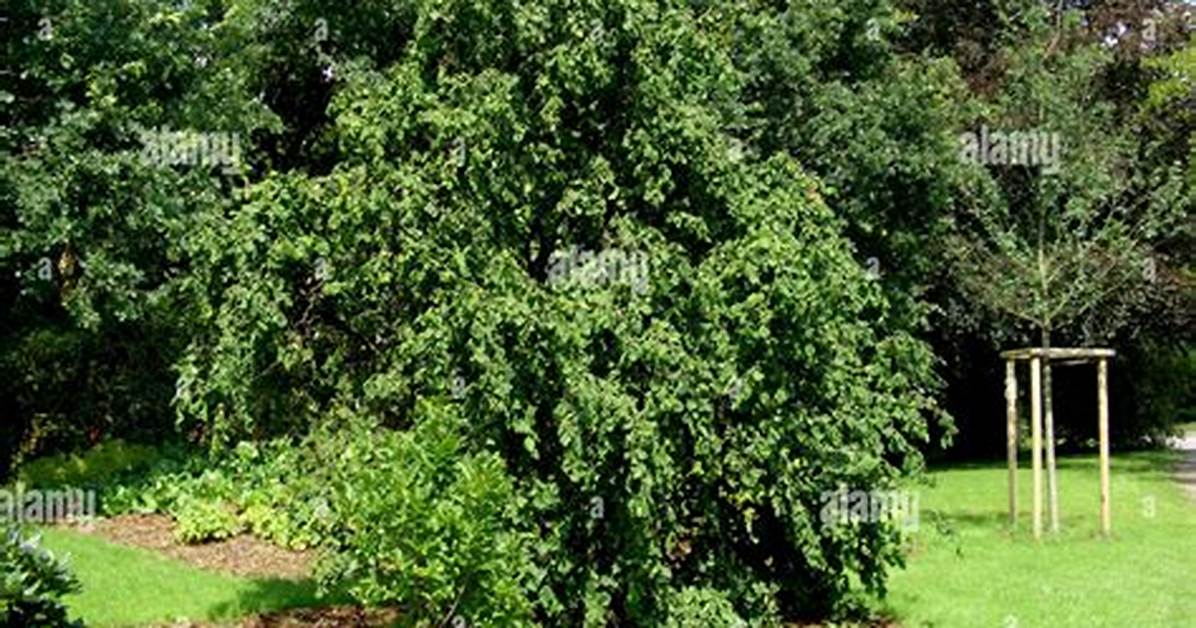 Corkscrew Hazel