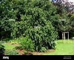 Corkscrew Hazel