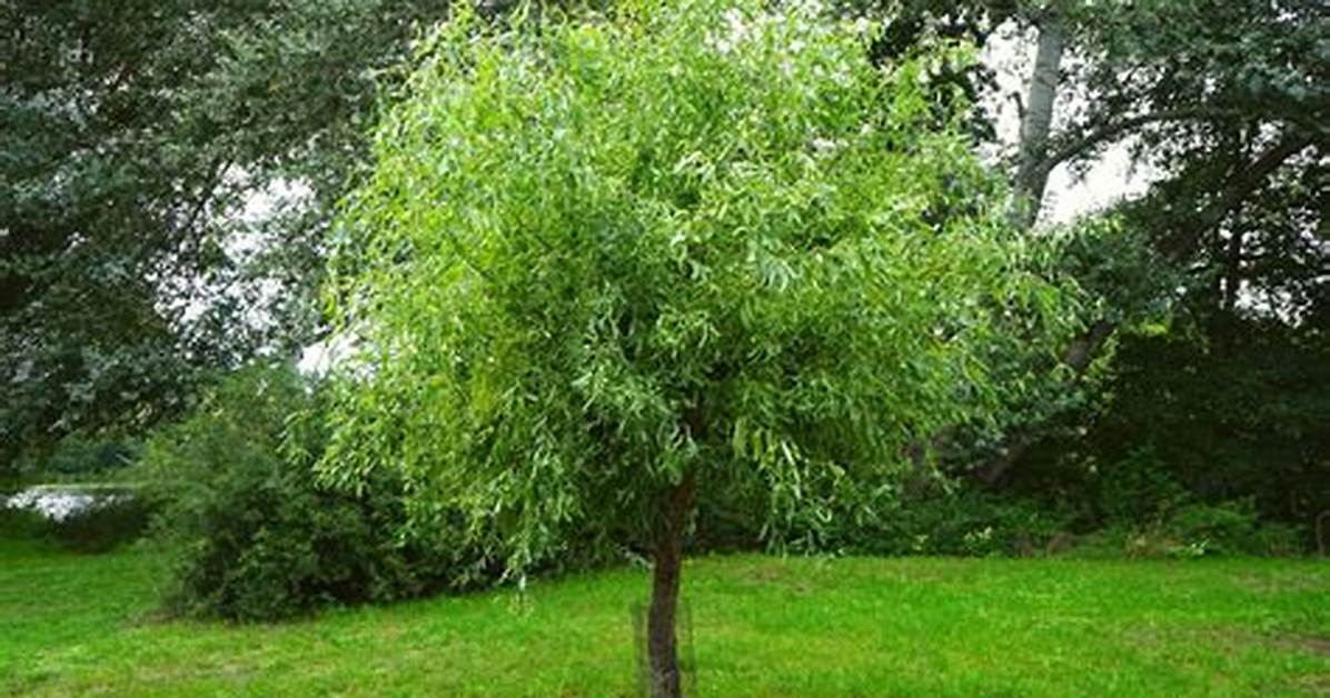 Corkscrew Willow Tree