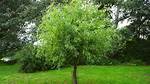 Corkscrew Willow Tree