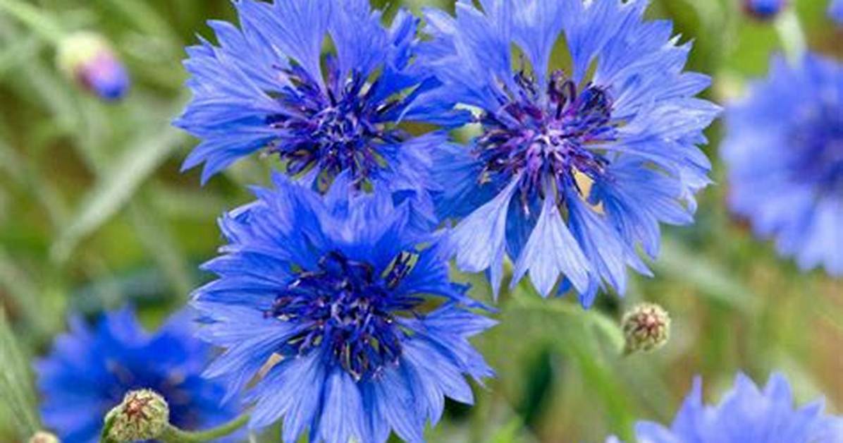 Cornflowers