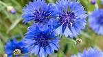 Cornflowers