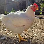 Cornish Cross Broilers
