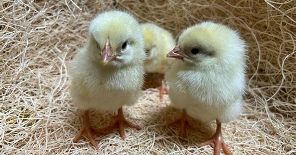 Cornish Cross Chicks