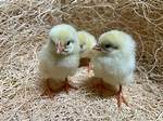 Cornish Cross Chicks