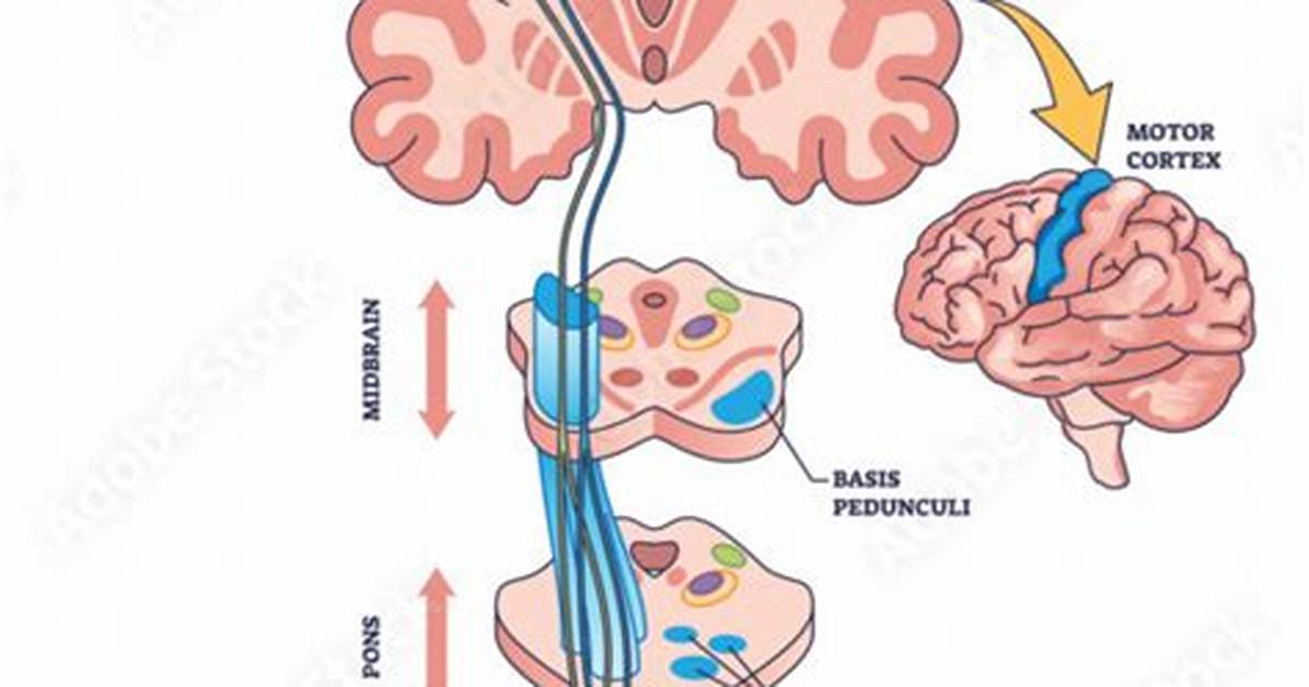 Corticospinal Tract Function