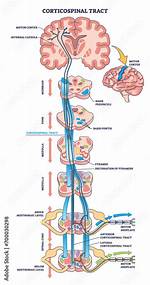 Corticospinal Tract Function
