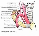 Costocervical Trunk