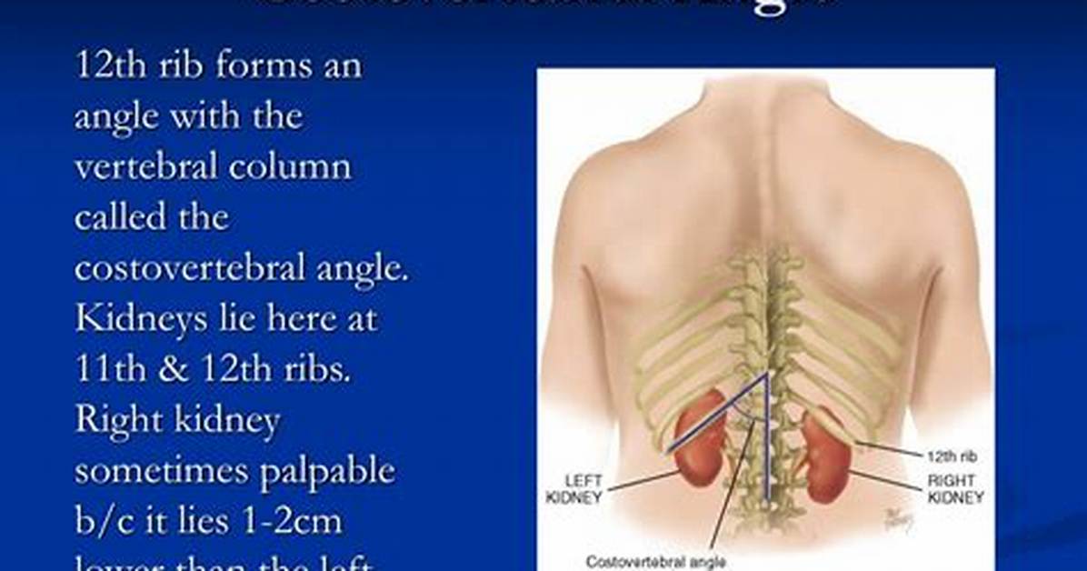 Costovertebral Angle