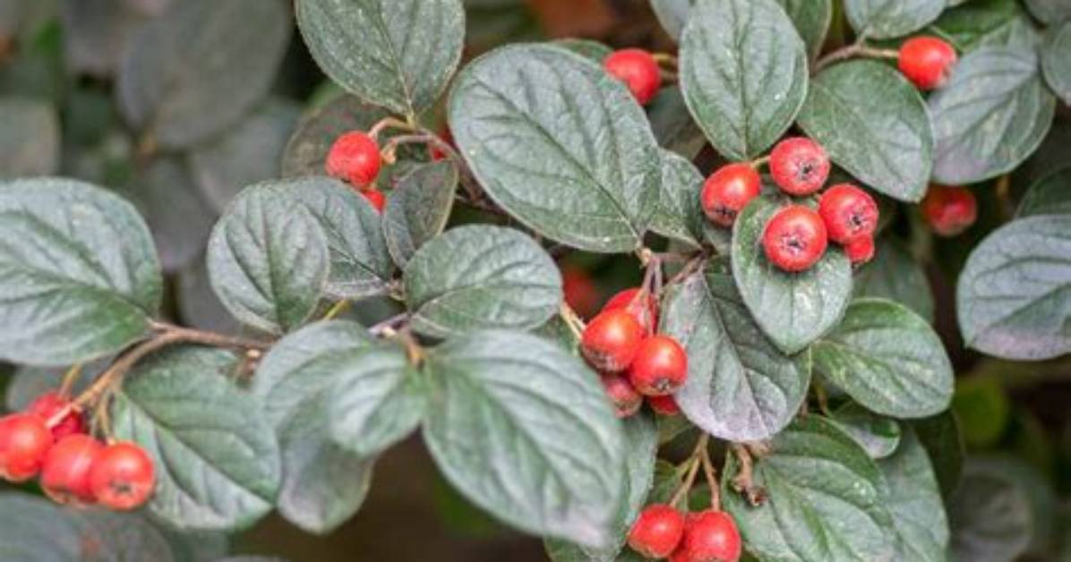 Cotoneaster Plant