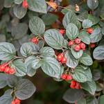 Cotoneaster Plant