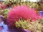 Cotton Candy Grass