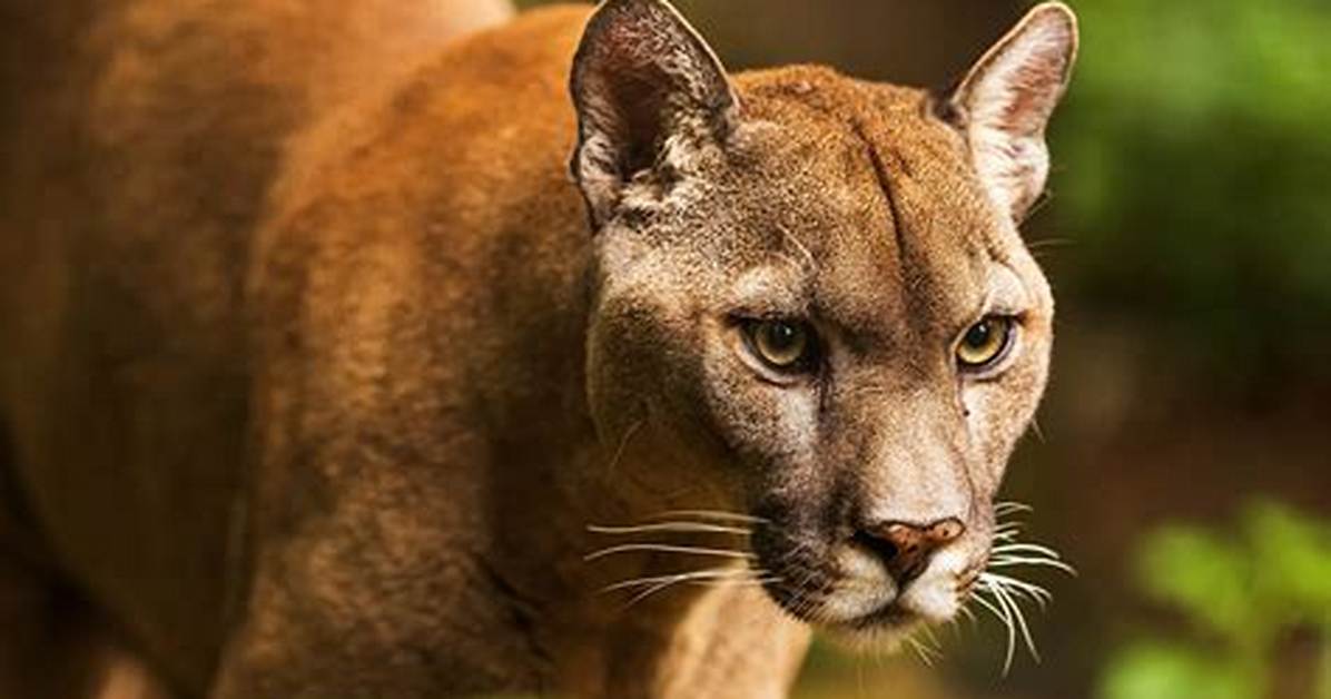 Cougar