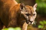 Cougar