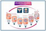 Could Chlamydia Come Back?