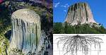 Could Devils Tower Be a Tree?