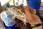 Couple Finds Bearded Dragon in Their Walmart Delivery Box