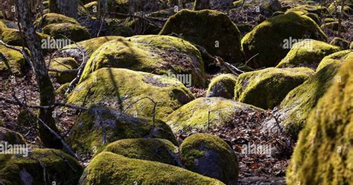 Covered with Rocks