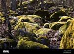 Covered with Rocks