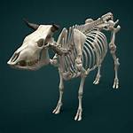 Cow Skeleton