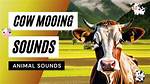 Cow Sounds