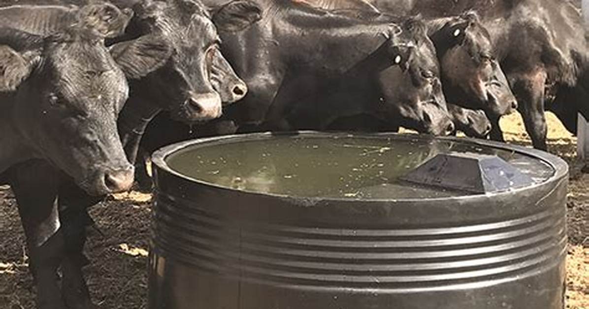Cow Trough