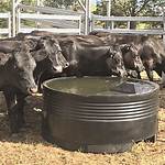 Cow Trough