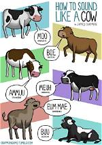 Cows' Sounds