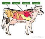 Cows Stomachs