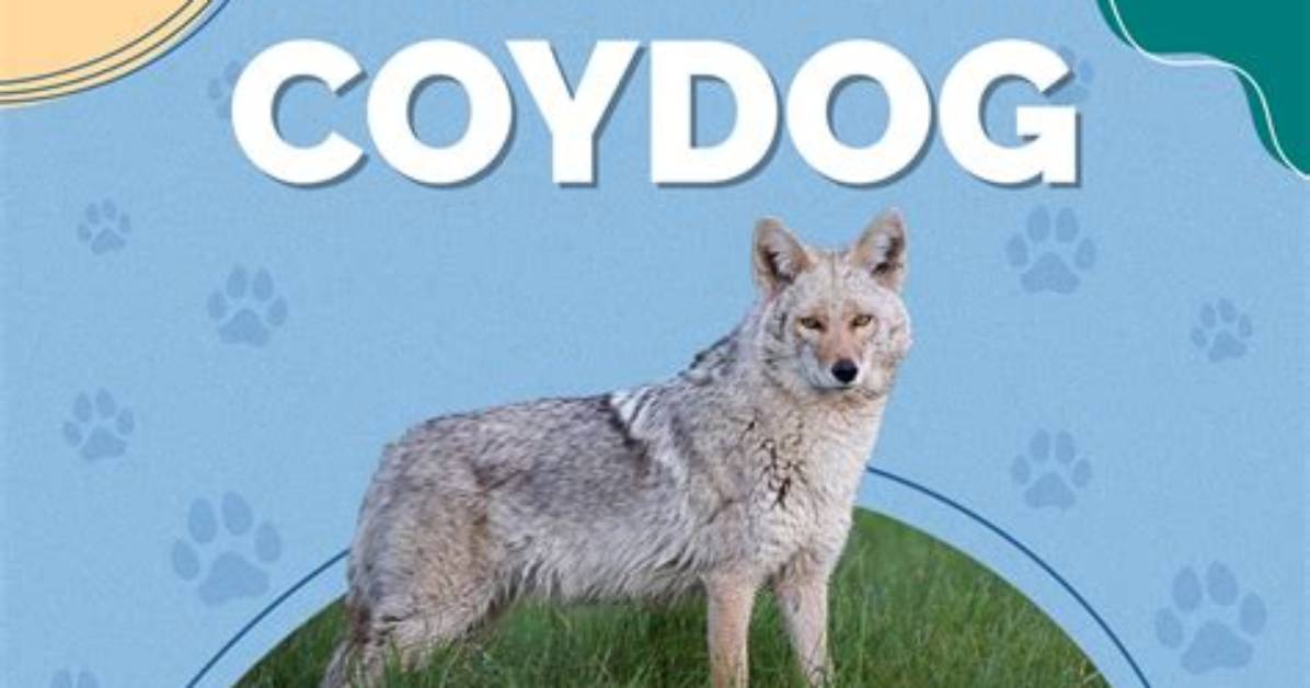 Coydogs